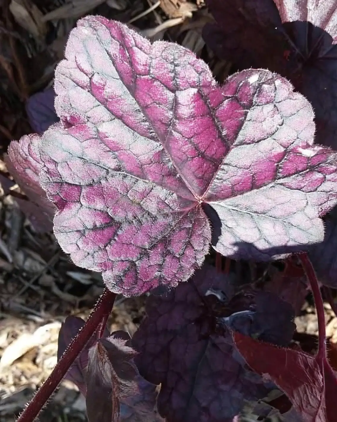 coral bells leaf variety close-up