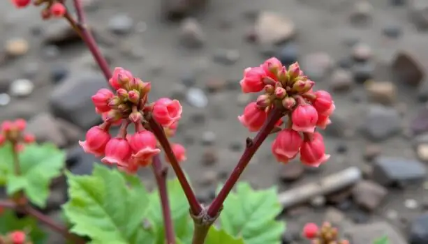 coral bells flowers close-up