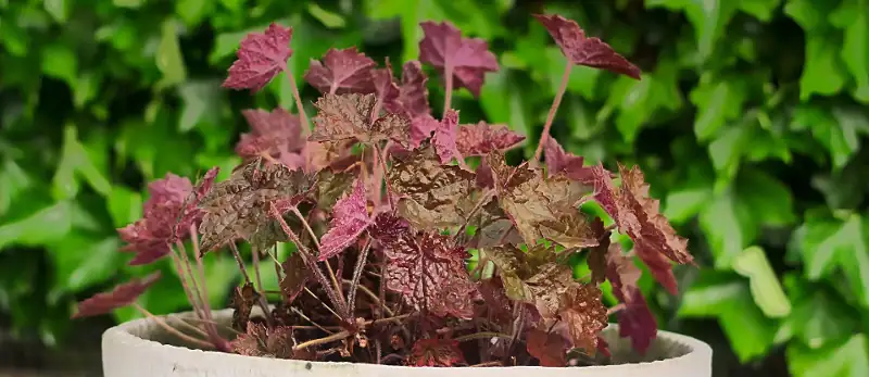 watering coral bells indoors