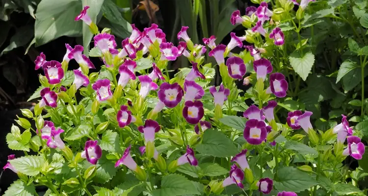 torenia partial shade garden