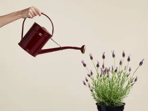 watering torenia plant hands