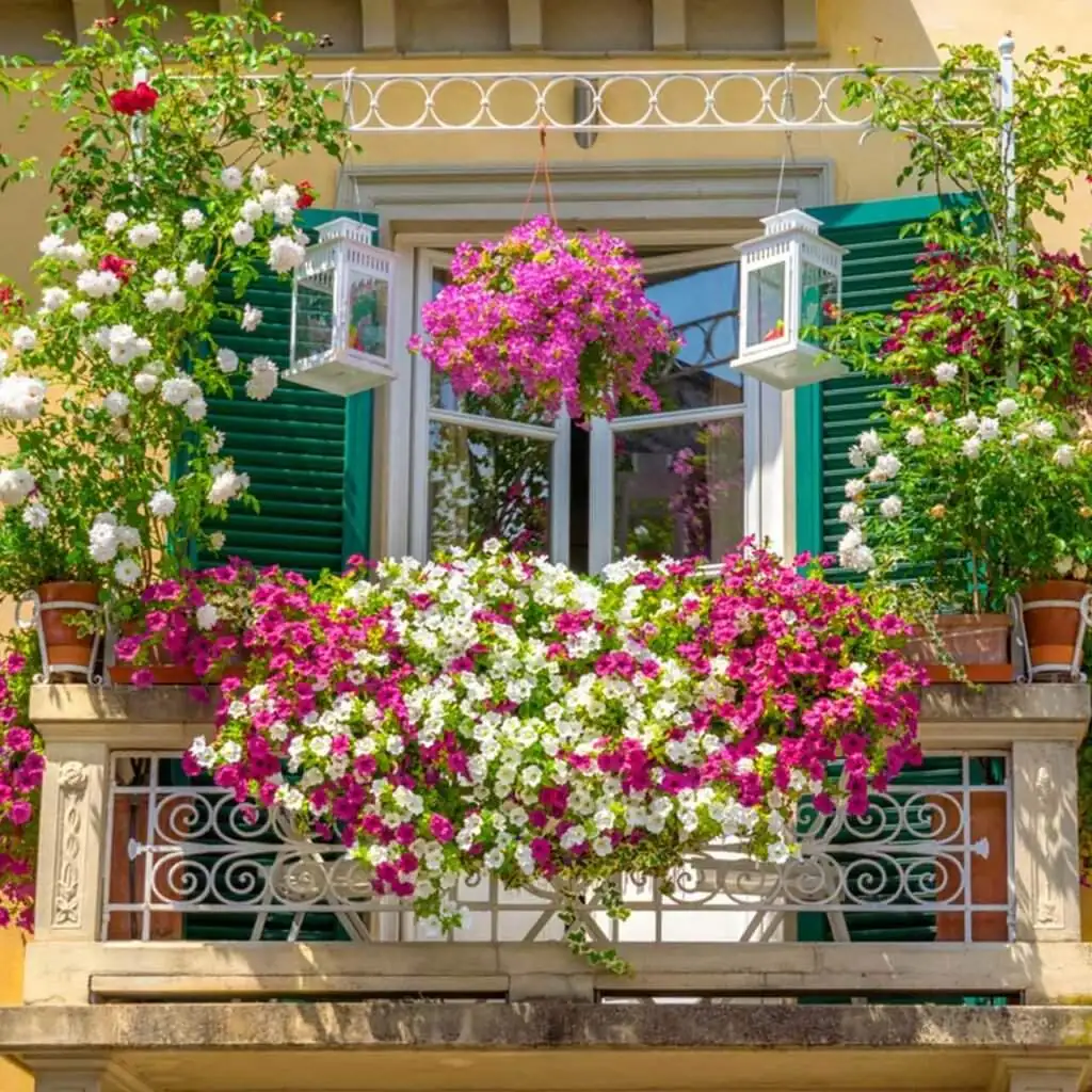 torenia balcony garden design