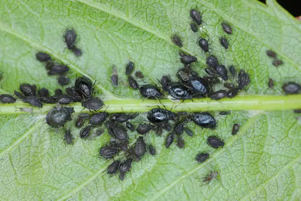 torenia aphids infestation