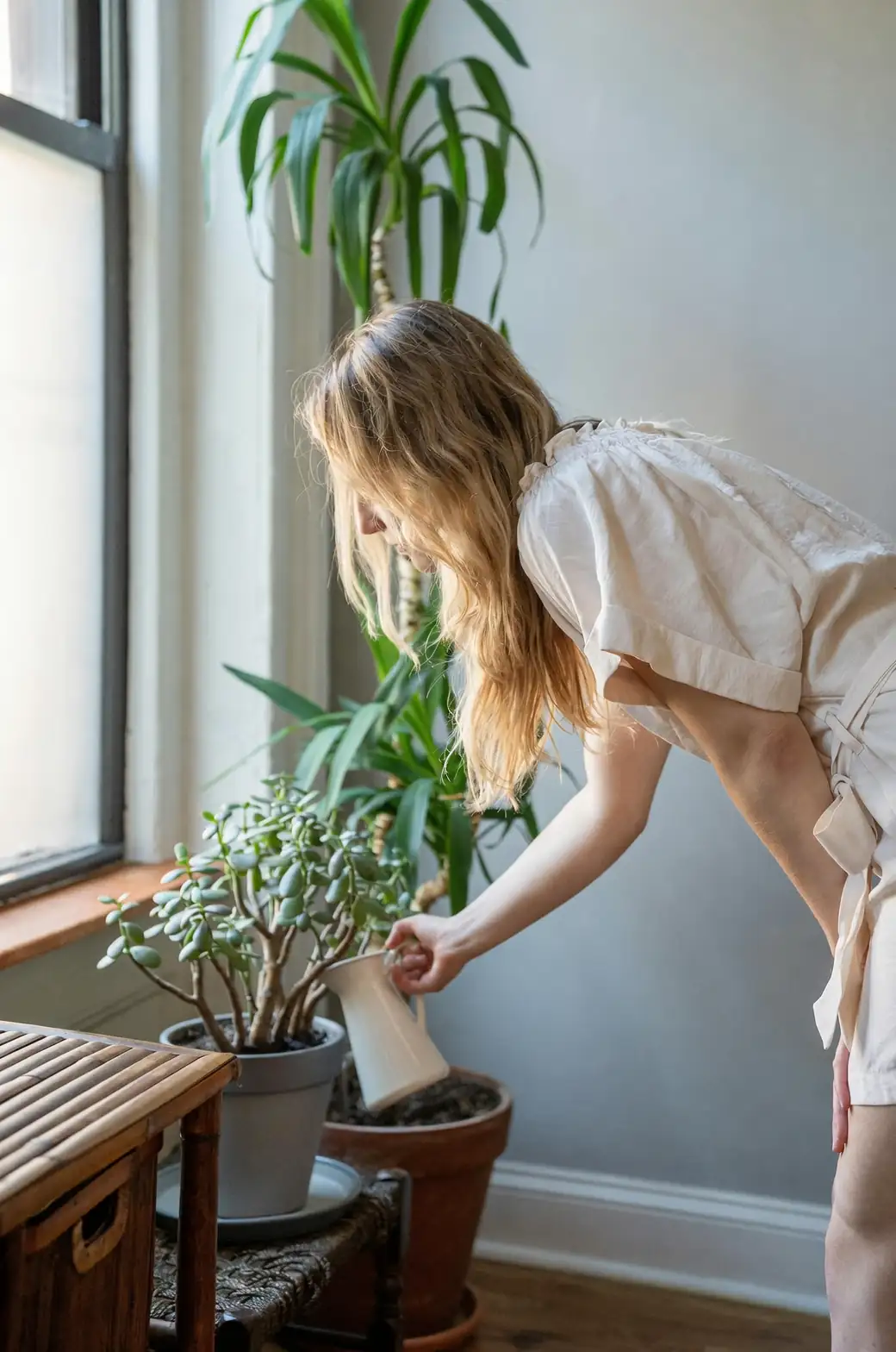 torenia plant care watering