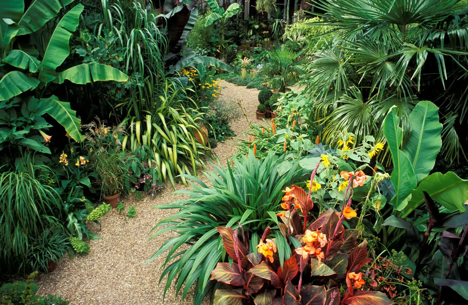 torenia in tropical garden