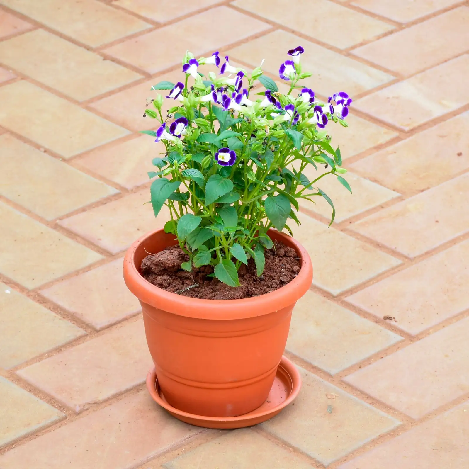 torenia balcony pot
