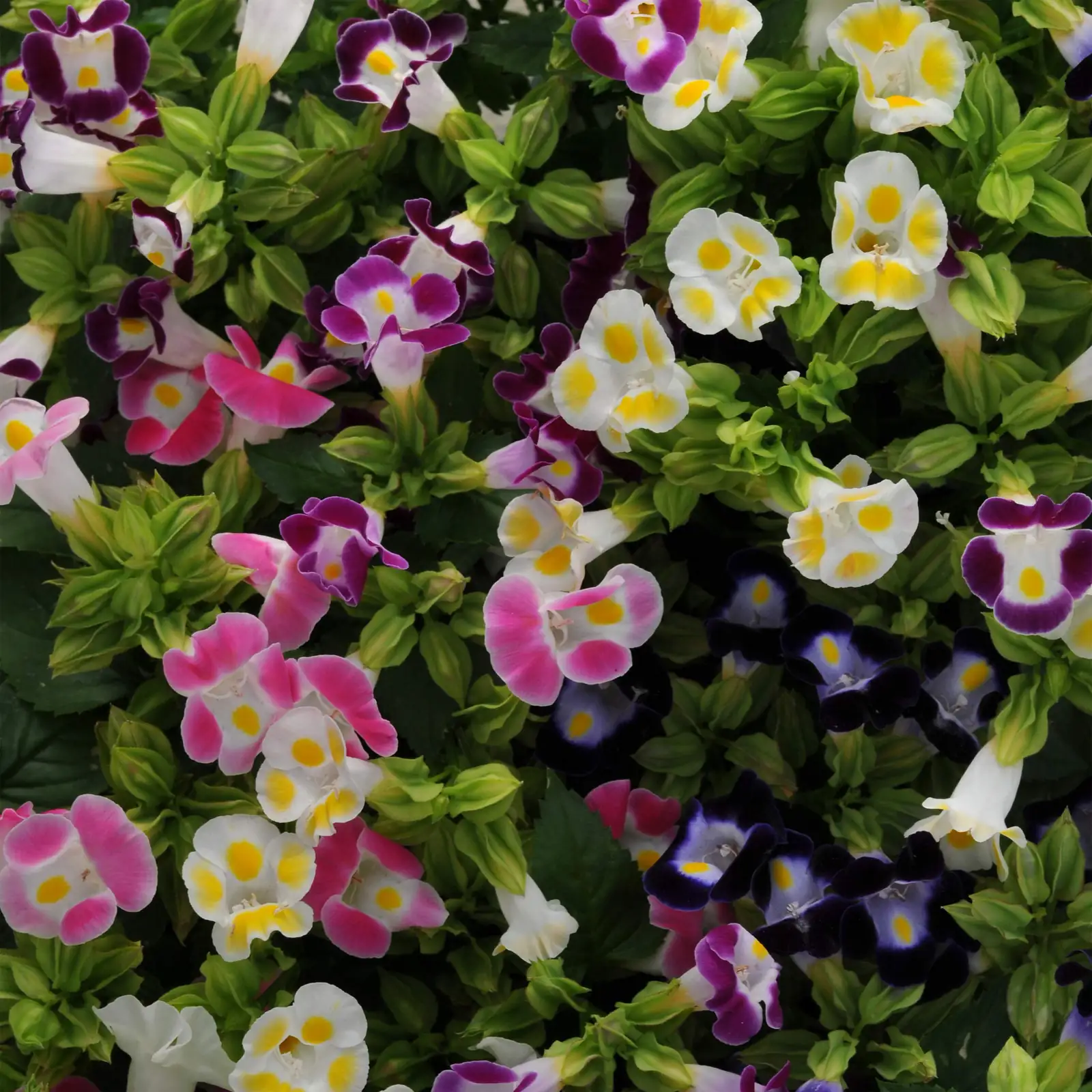 torenia seed planting