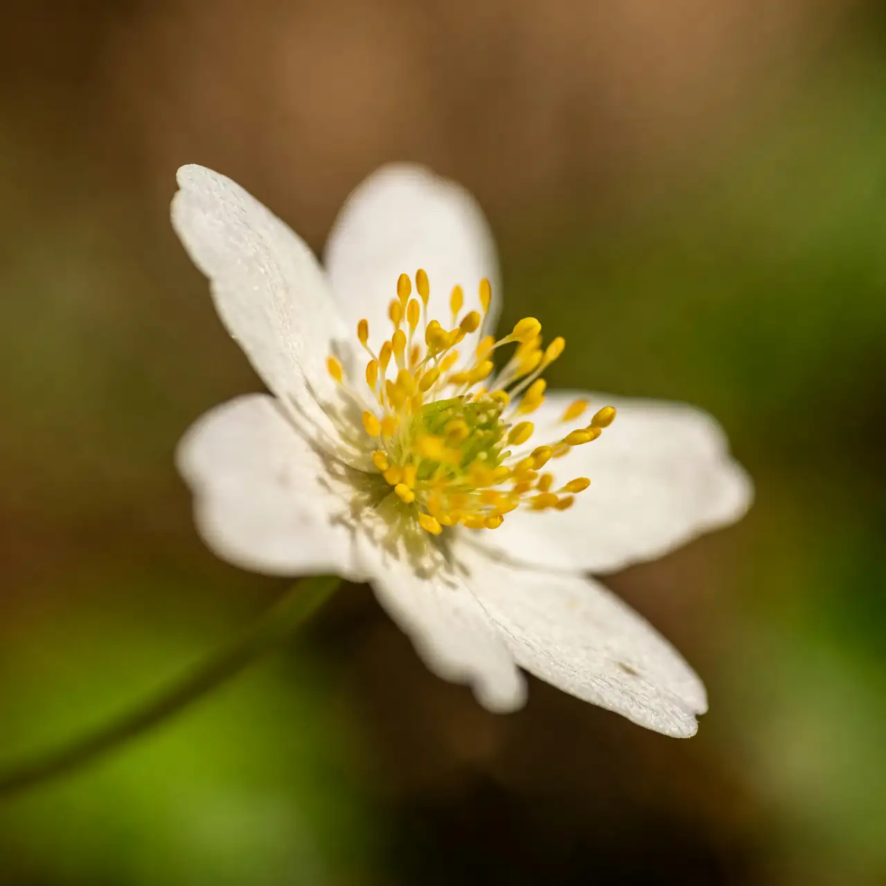 愿骨花：为什么夏堇的花心像许愿骨？
