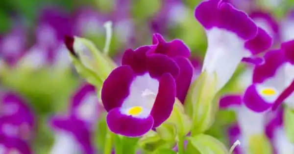 夏堇的花语揭秘：传达青春与友谊的花朵