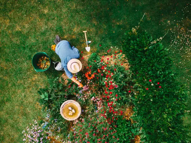 torenia plant care watering