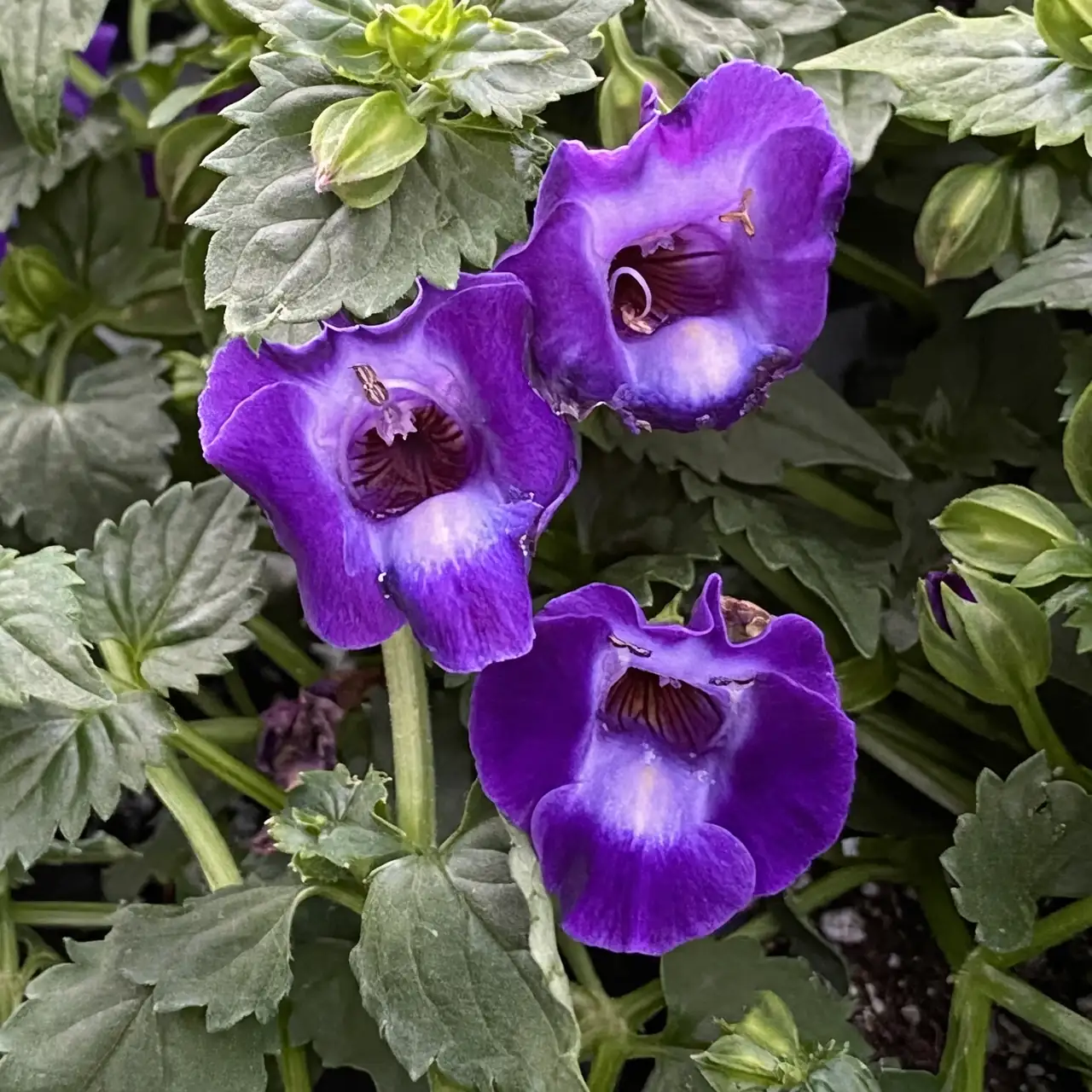 torenia in summer garden