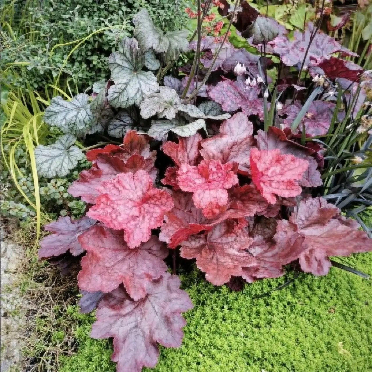 coral bells care tips