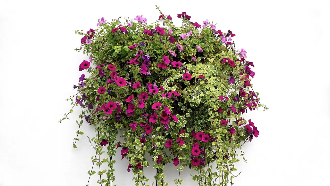 torenia hanging basket