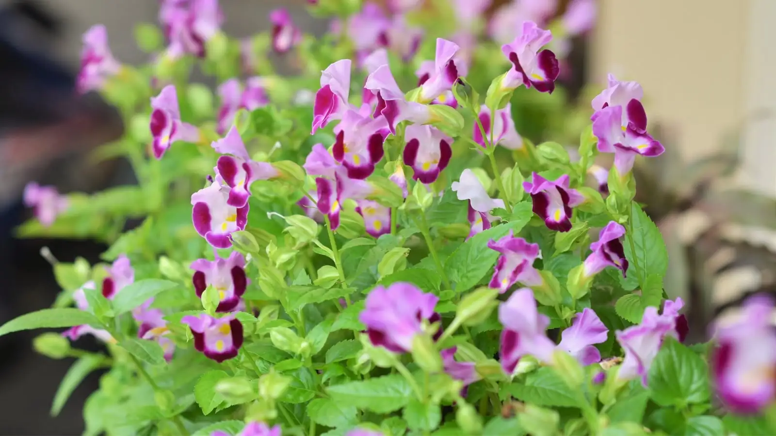 torenia seedlings with true leaves