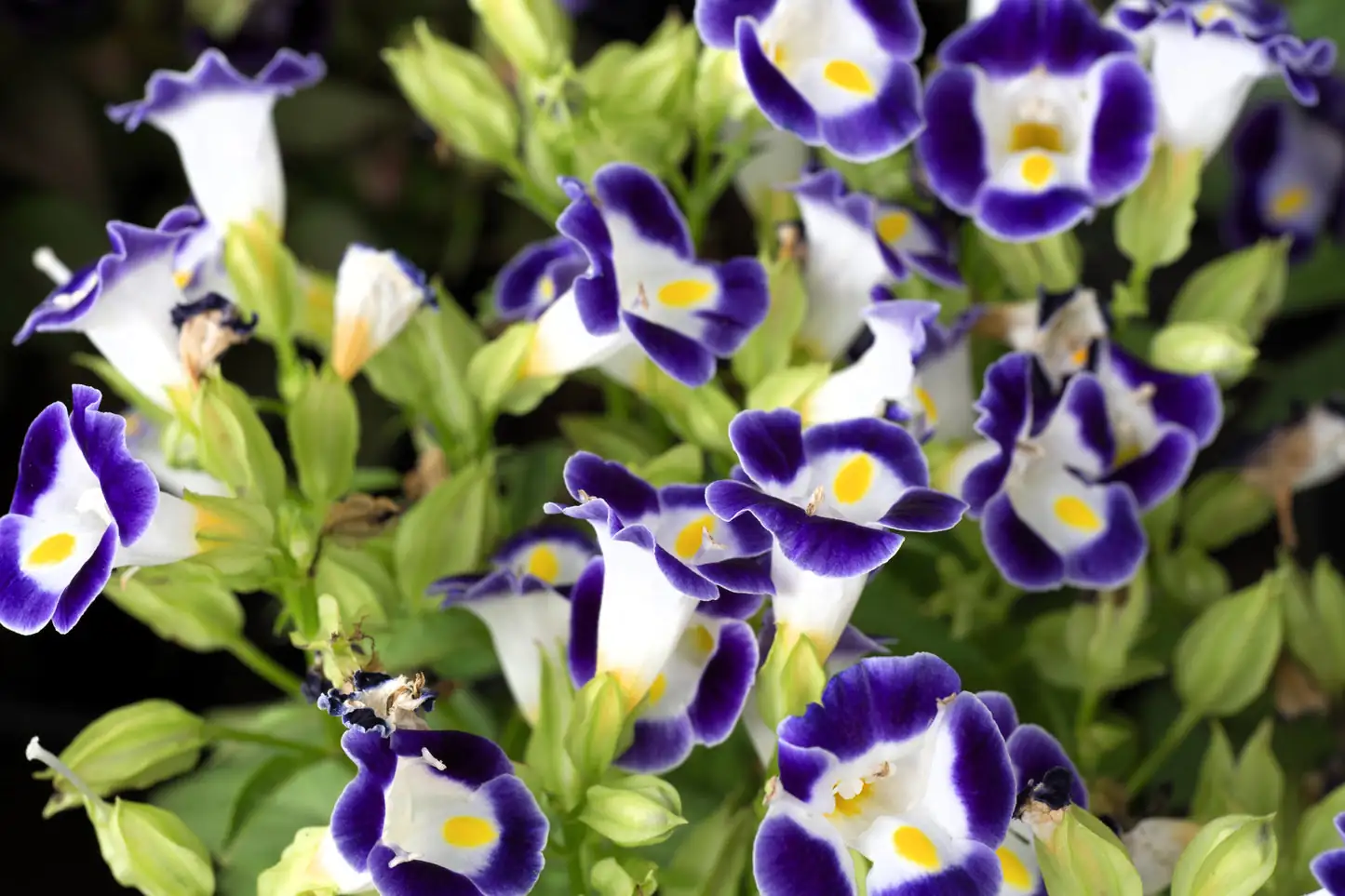 torenia under partial shade