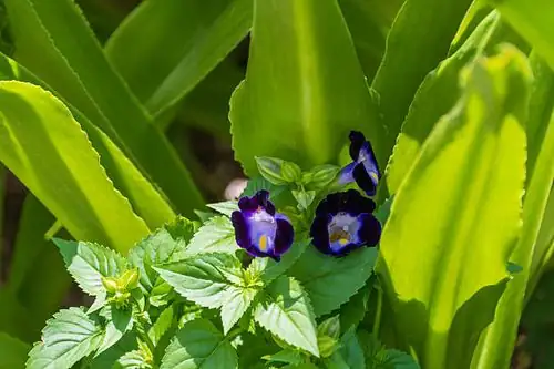 torenia flowers close-up