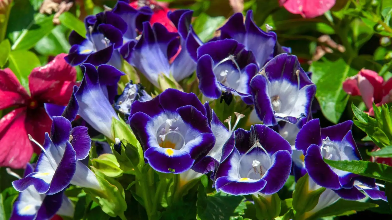 petunia and torenia together