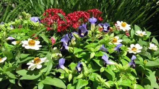 pentas and torenia garden