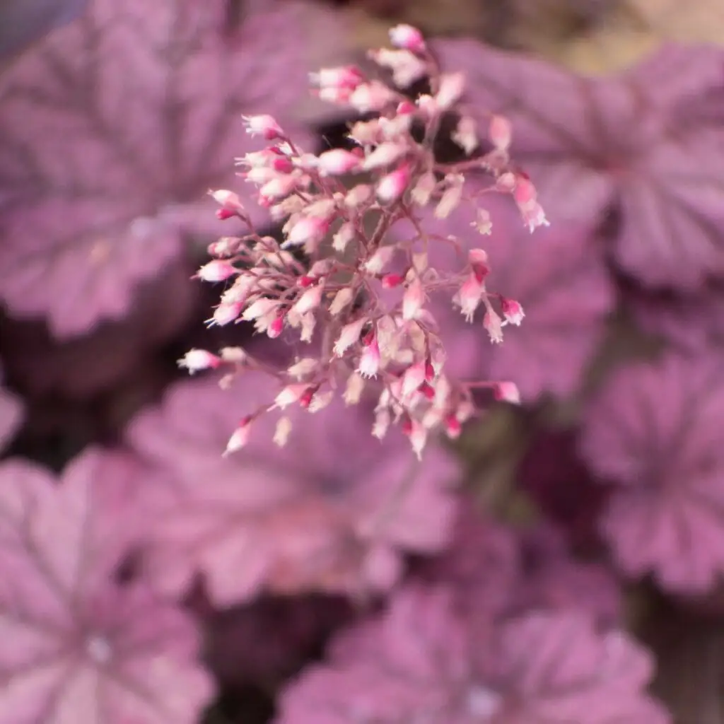 coral bells flowers with hummingbird