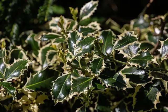 holly plant partial shade