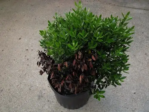 holly root rot symptoms