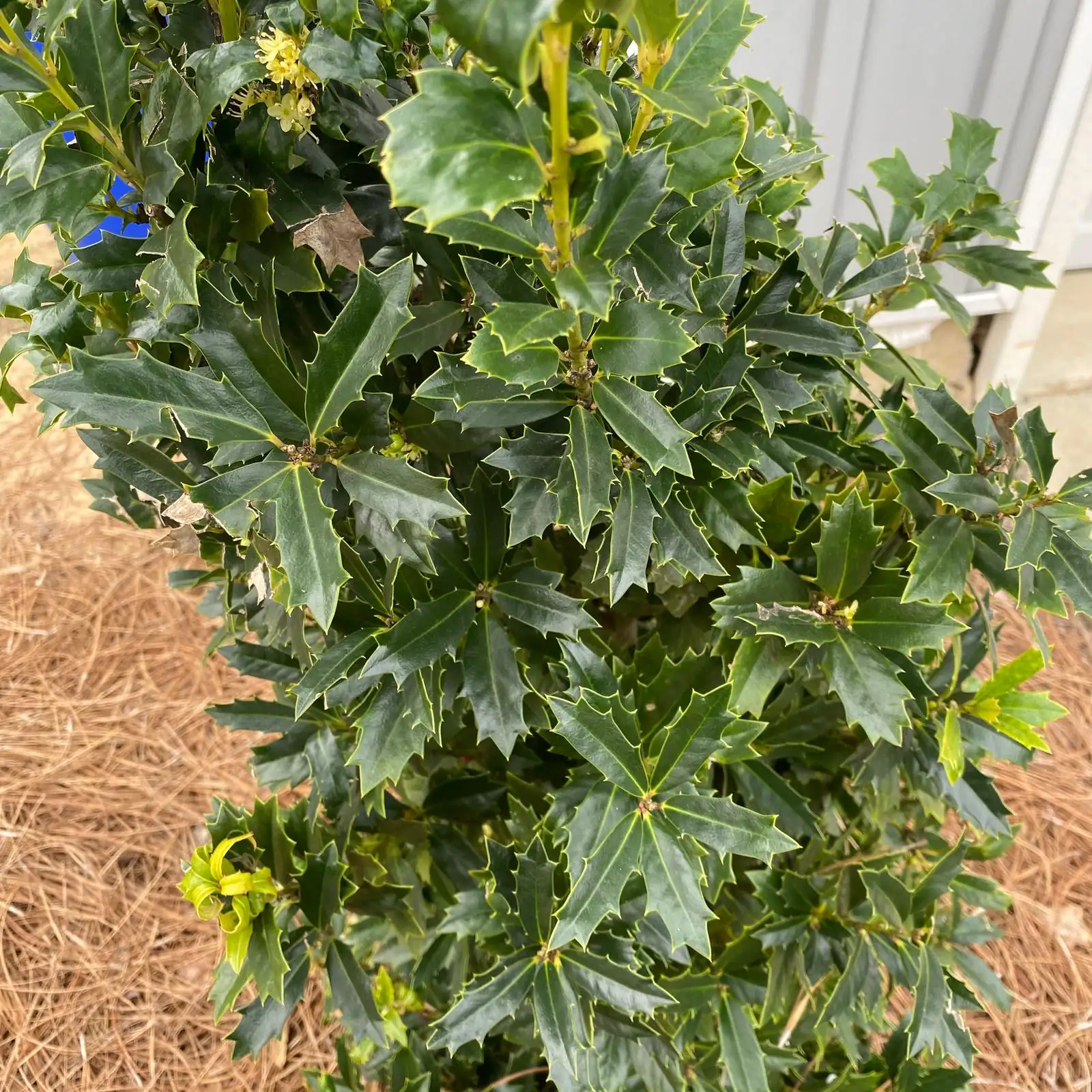 aphids on holly leaves