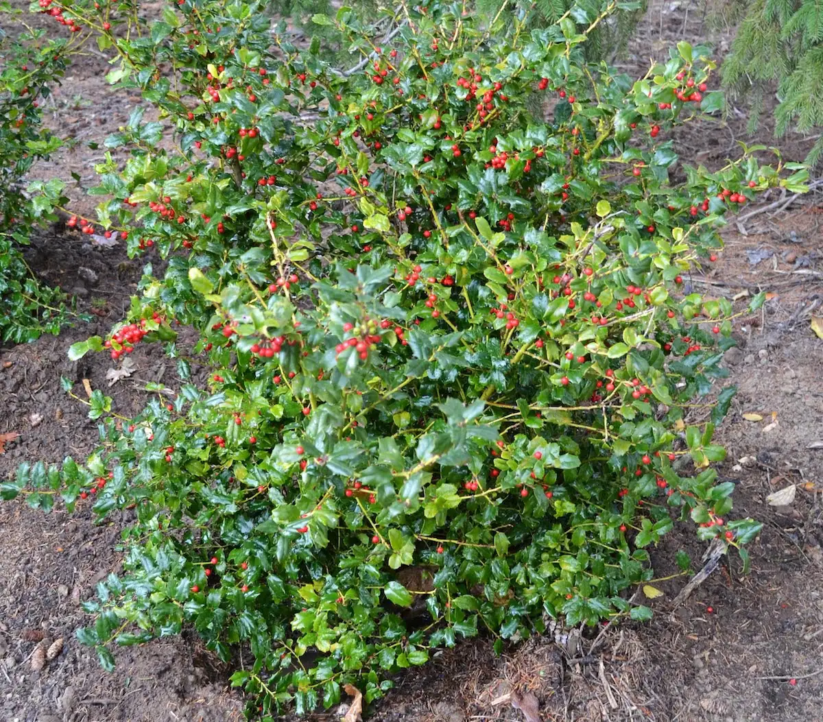 从古至今的冬青：一场时空穿越的植物旅程