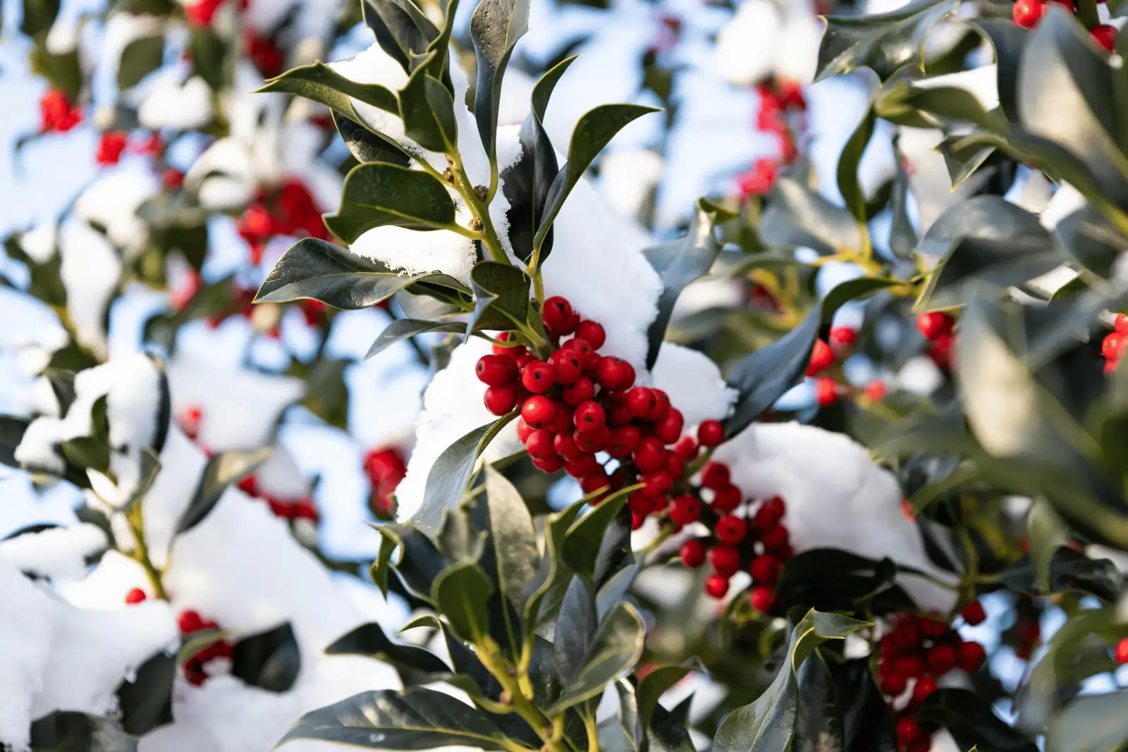 holly in winter garden