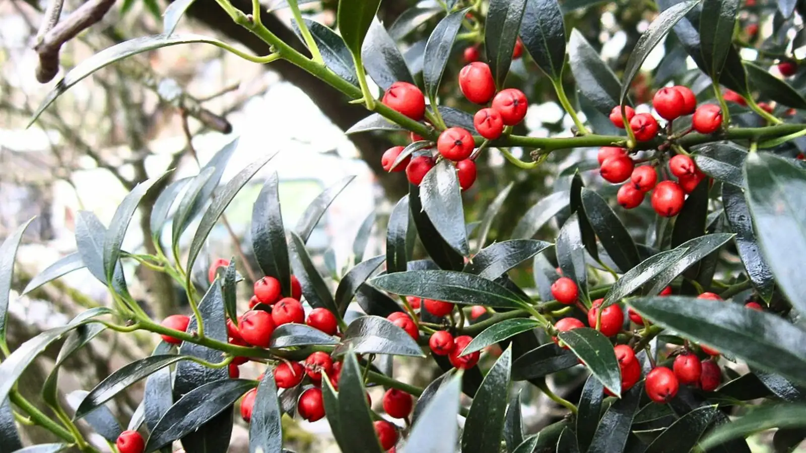 holly plant in partial shade