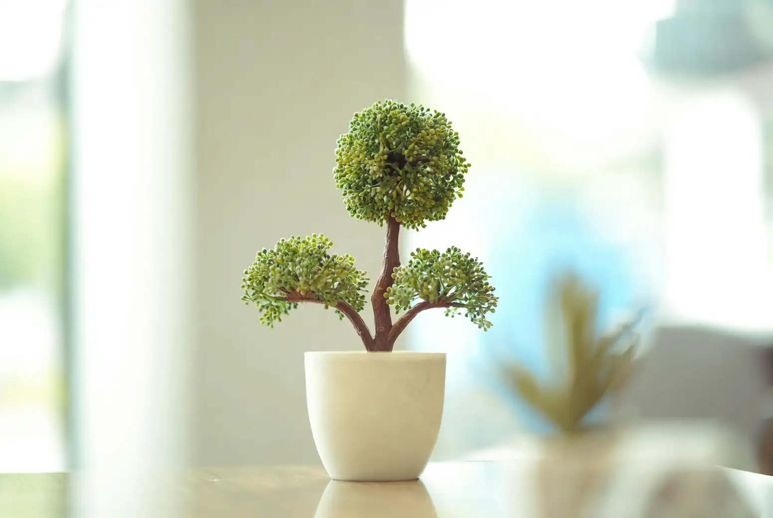 holly bonsai indoor setting