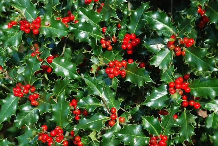 holly plant symbolism