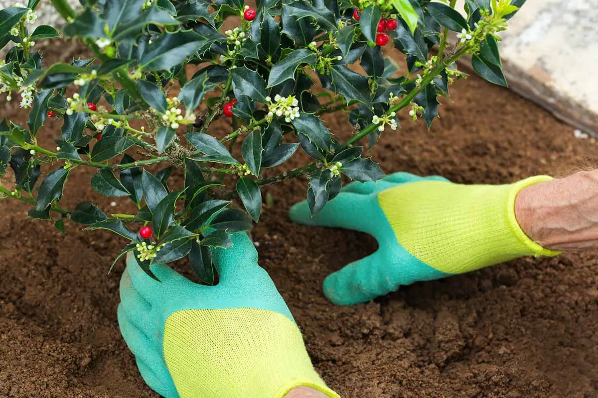 holly seed preparation process