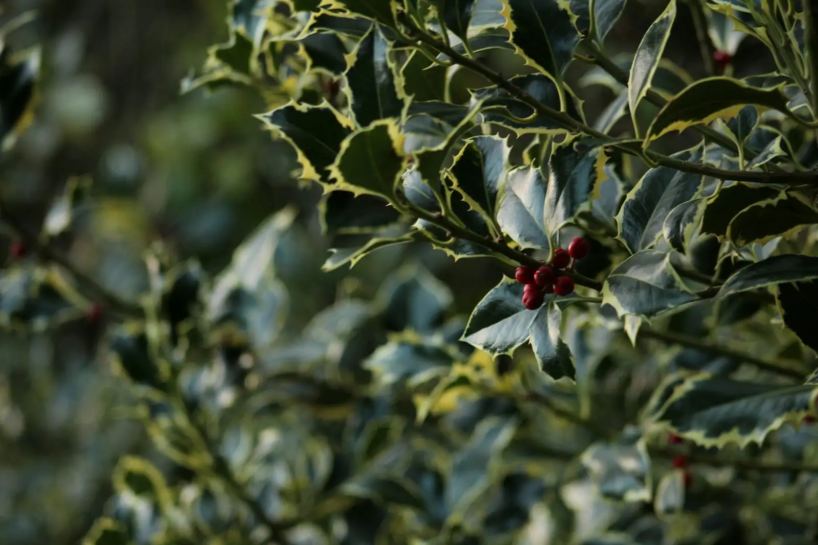 holly cuttings in soil