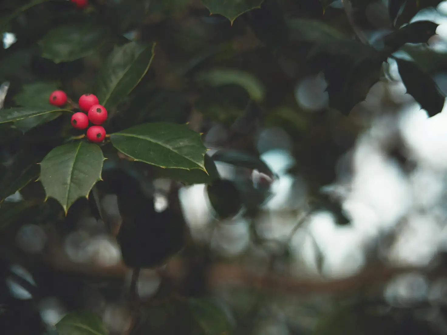holly plant pruning process