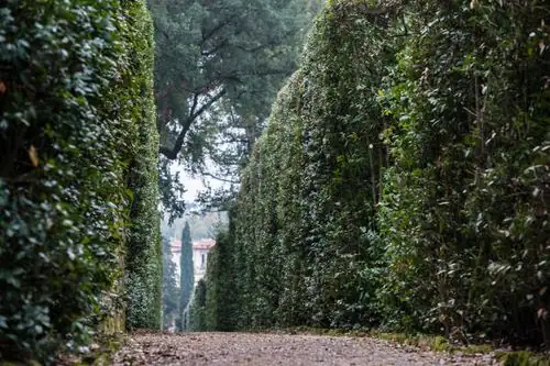 holly hedge garden path