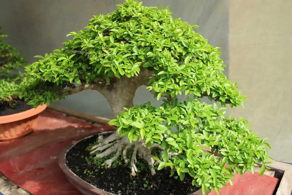 holly bonsai garden display