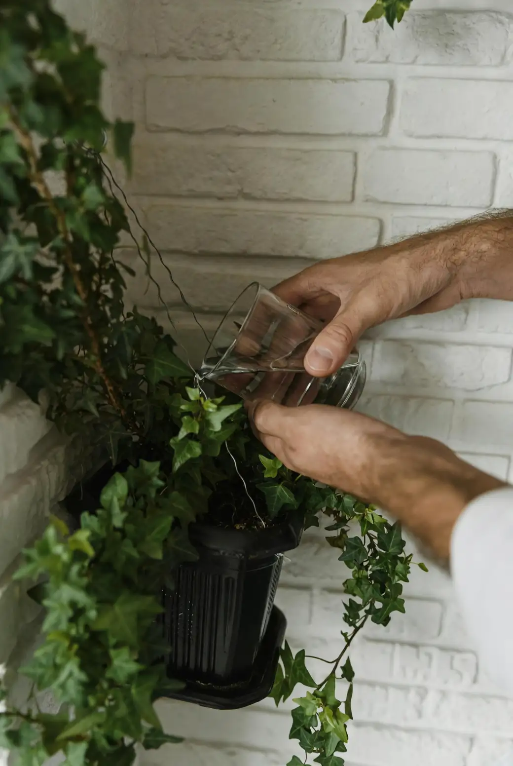 holly plant watering hands