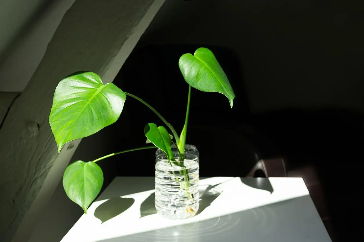 monstera water propagation jar
