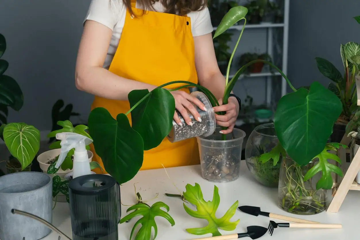 monstera division method