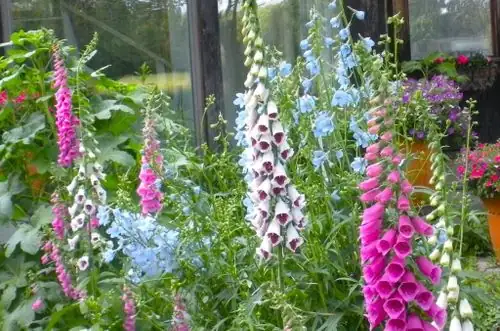 foxglove soil preparation garden