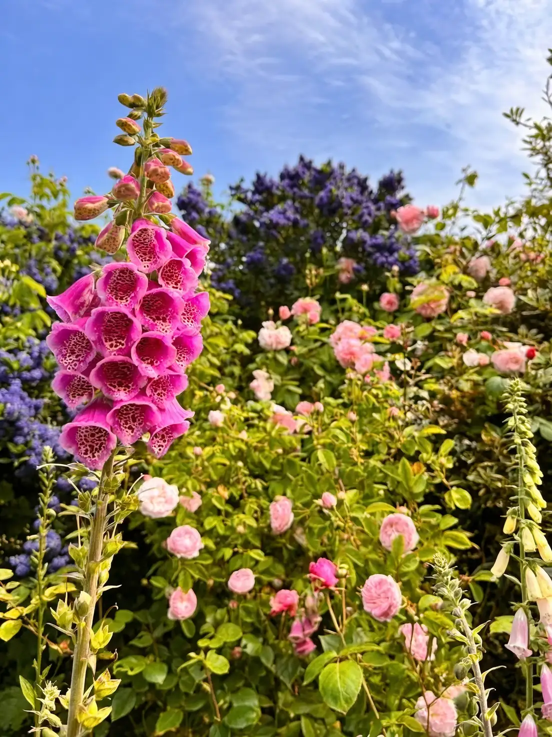 foxglove garden landscape design