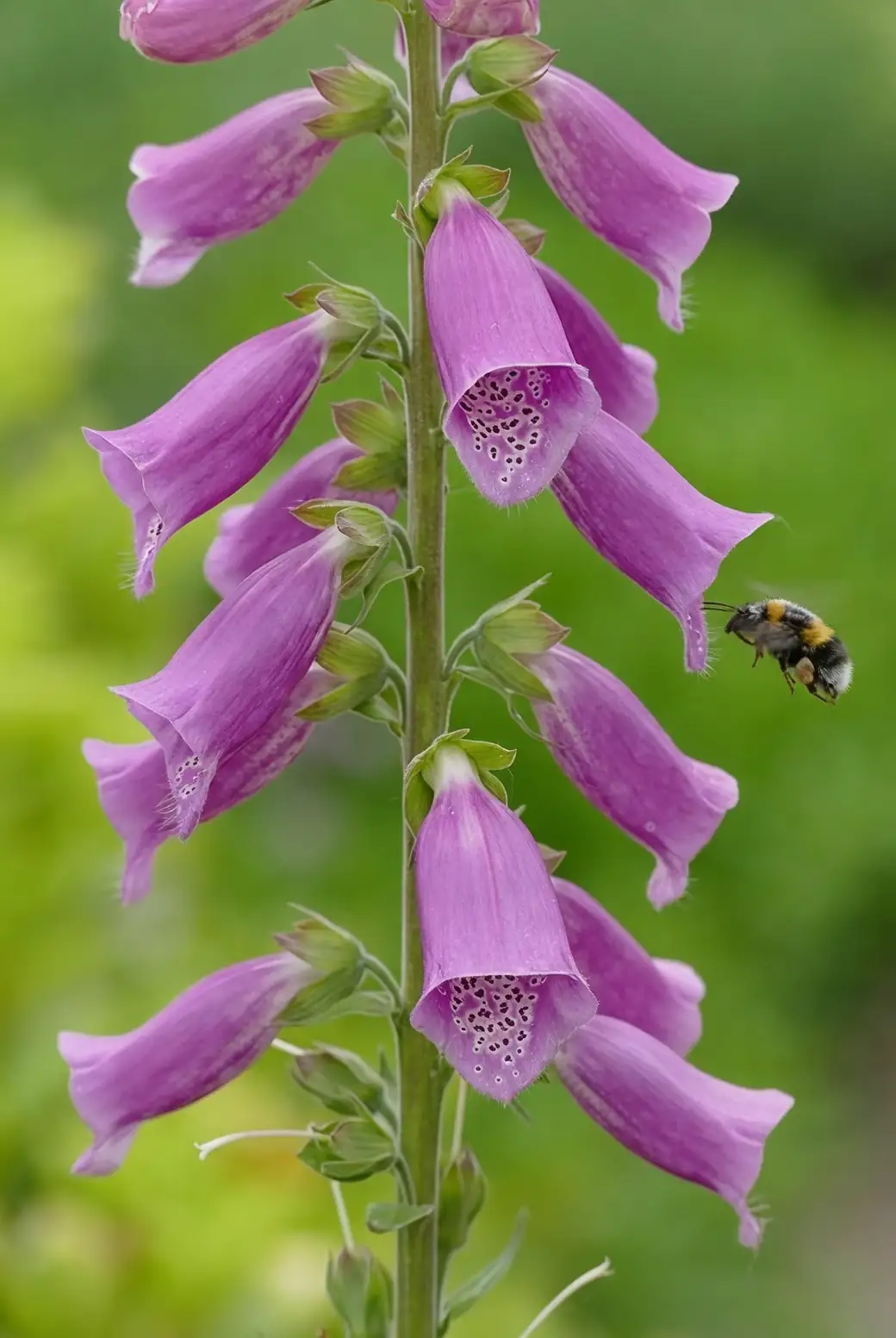 foxglove leaf powdery mildew