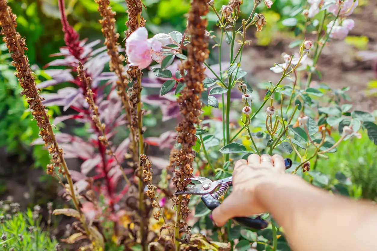foxglove stem rot disease