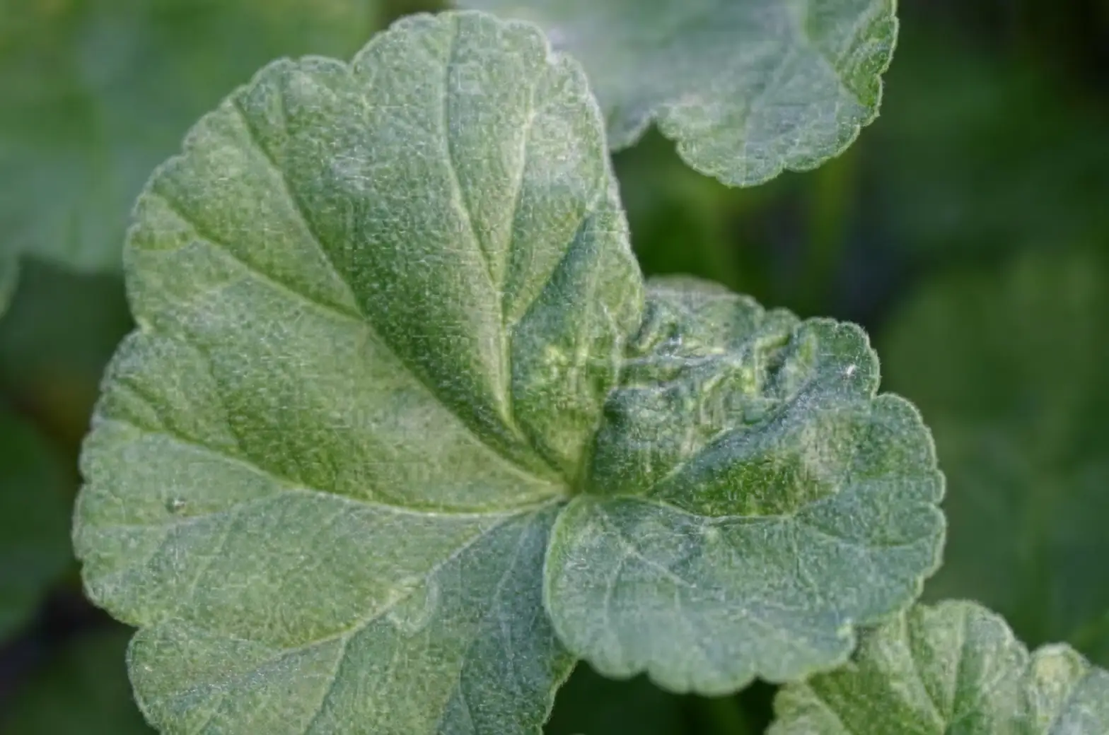 aphids on foxglove leaves