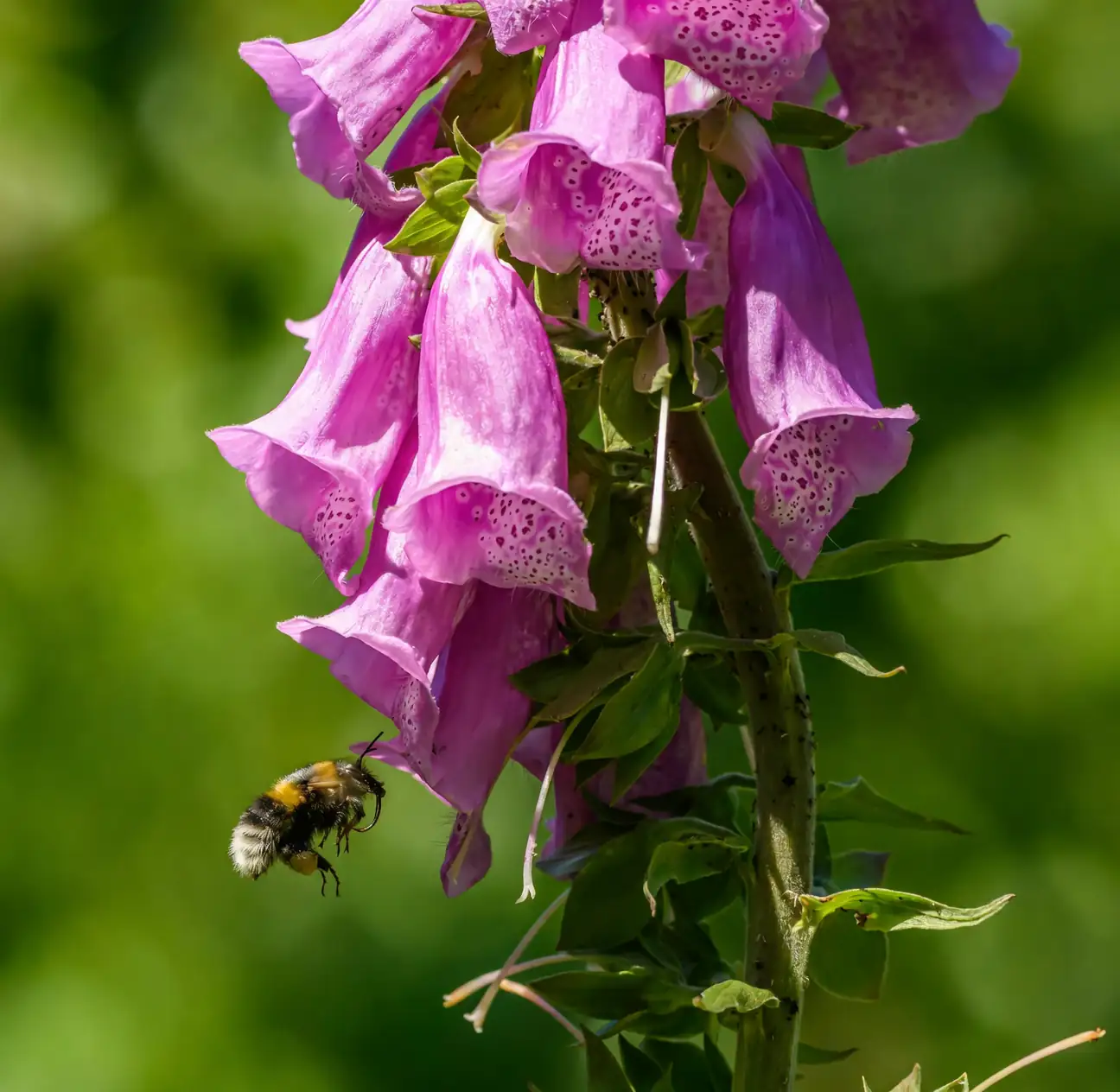 foxglove in garden with bees
