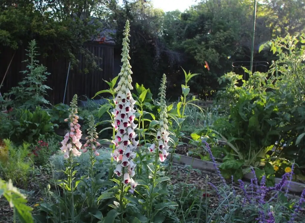 foxglove planting in garden