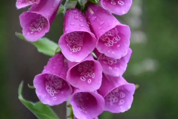 foxglove flower close-up spots