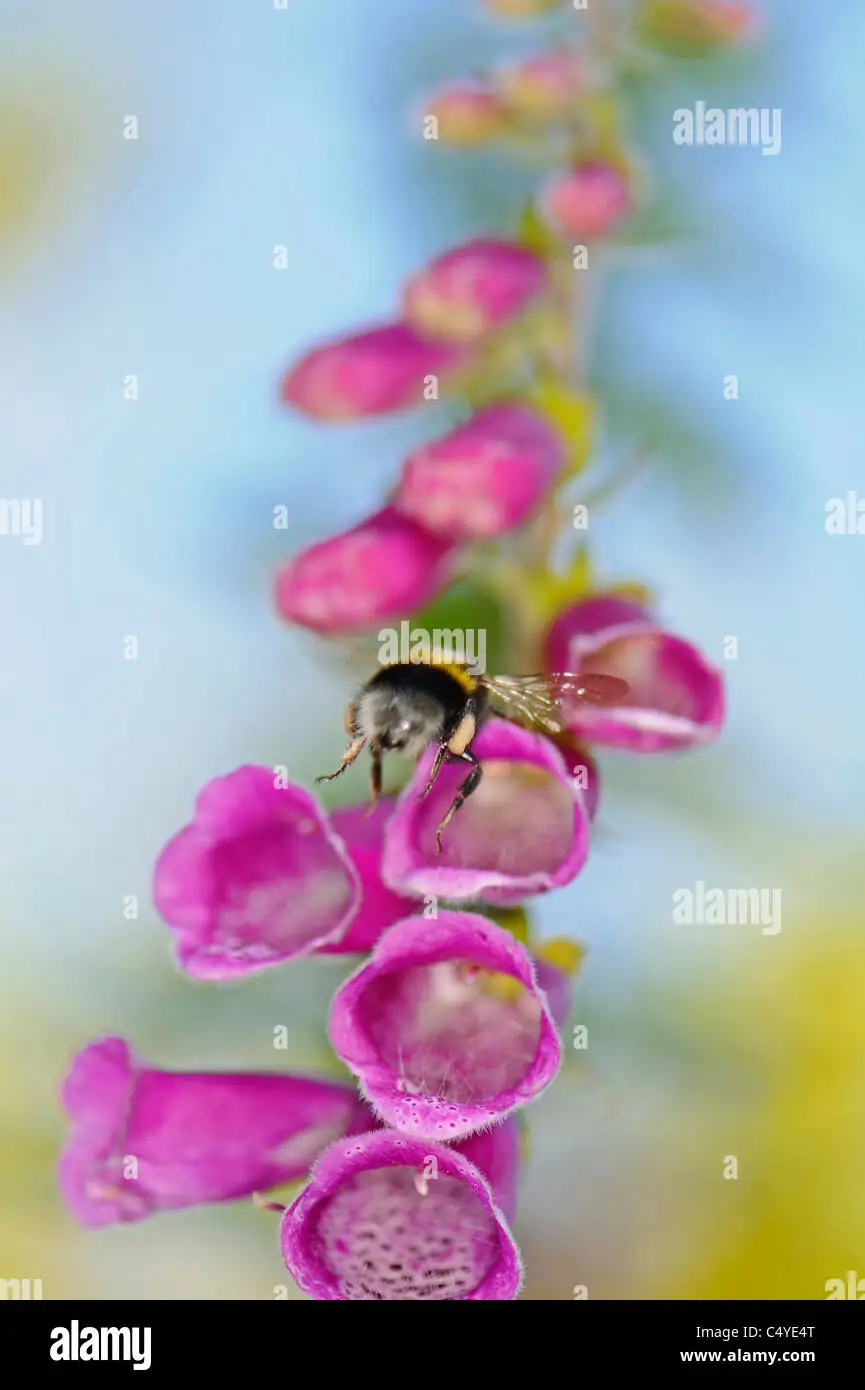 bumblebee pollinating foxglove