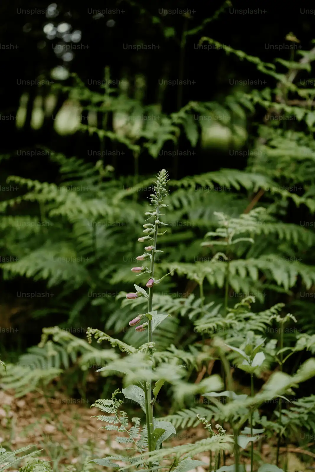 foxglove in pot shaded area