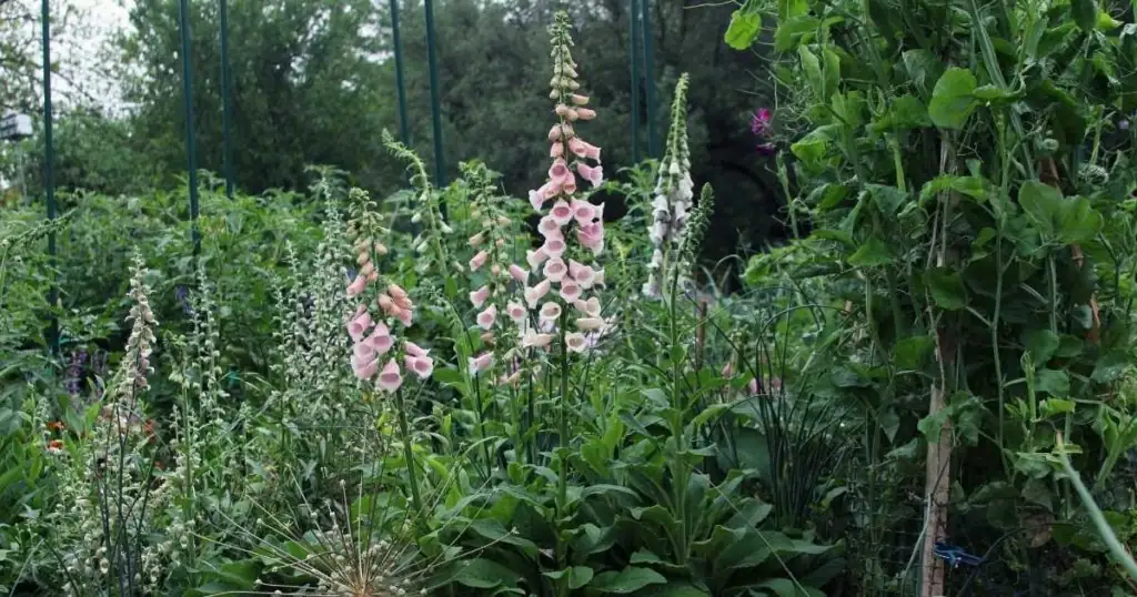 foxglove planting care garden